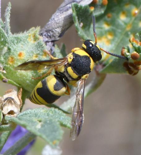 Euodynerus variegatus